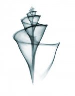 Logo Ristorante Il Bistrot del Mare TARQUINIA
