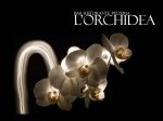 Logo Ristorante l'Orchidea ARBOREA