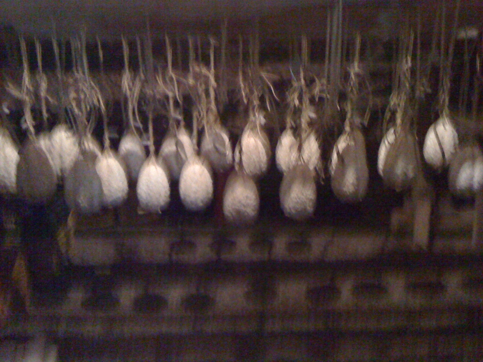 Osteria hosteria la pennata