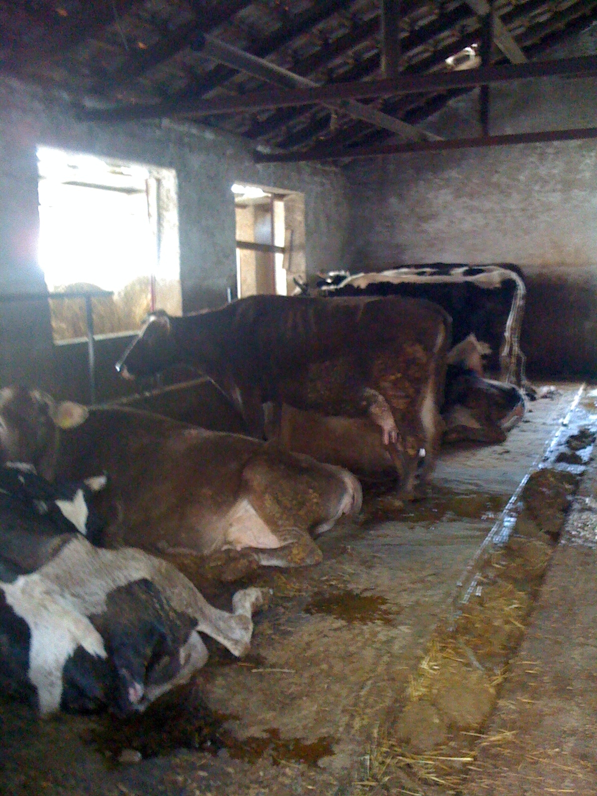 Immagini Osteria hosteria la pennata