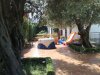 Immagini Pace tra gli Ulivi