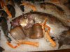 Immagini Ristorante Trattoria Ai Due Orsi