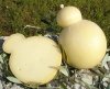 caciocavallo di Molise